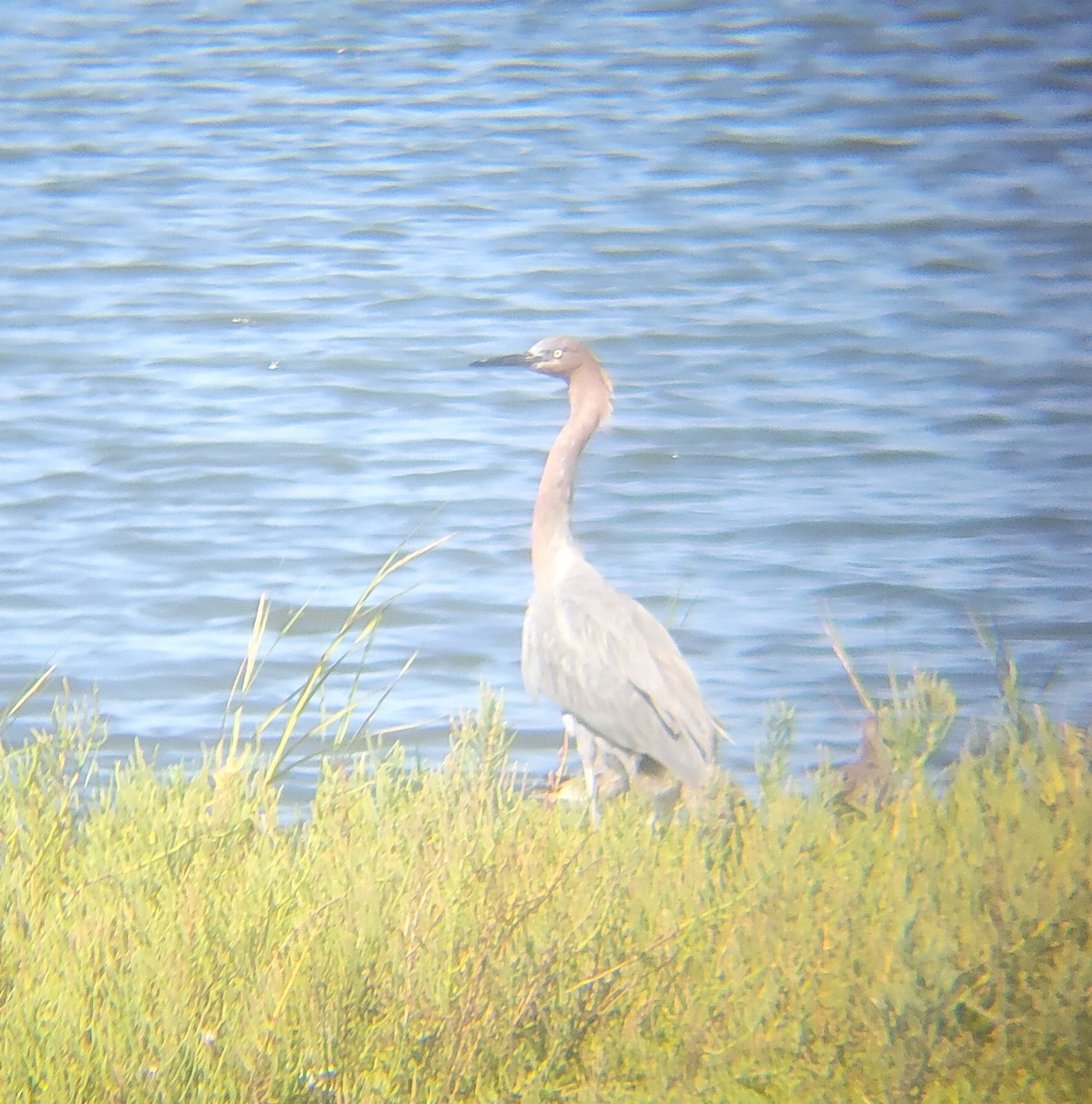 dansehegre - ML652607034