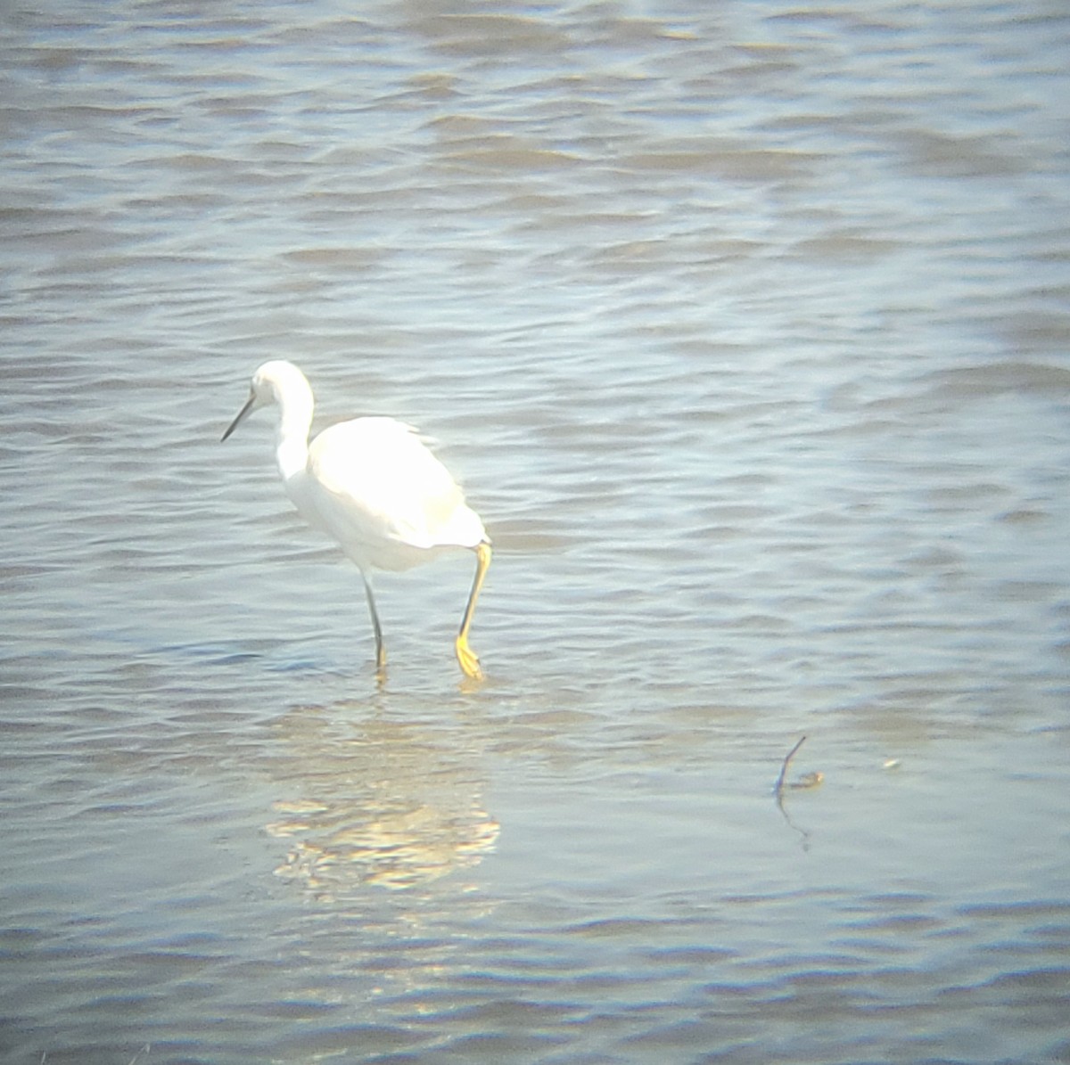 snøhegre - ML652607044