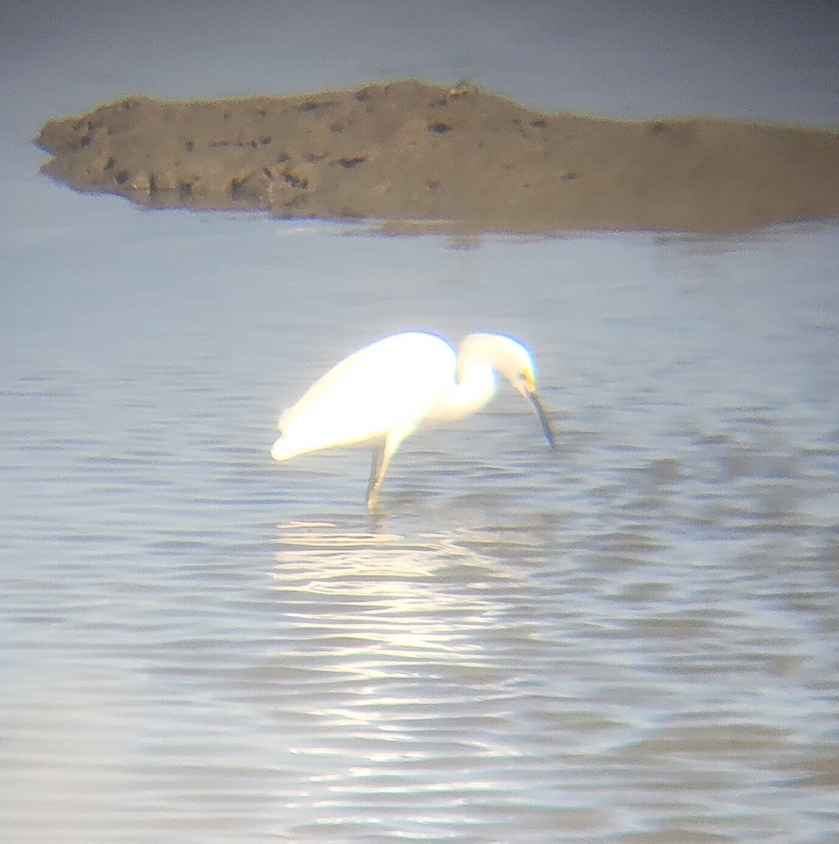 snøhegre - ML652607051