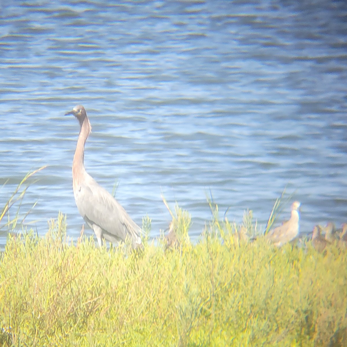 dansehegre - ML652607053