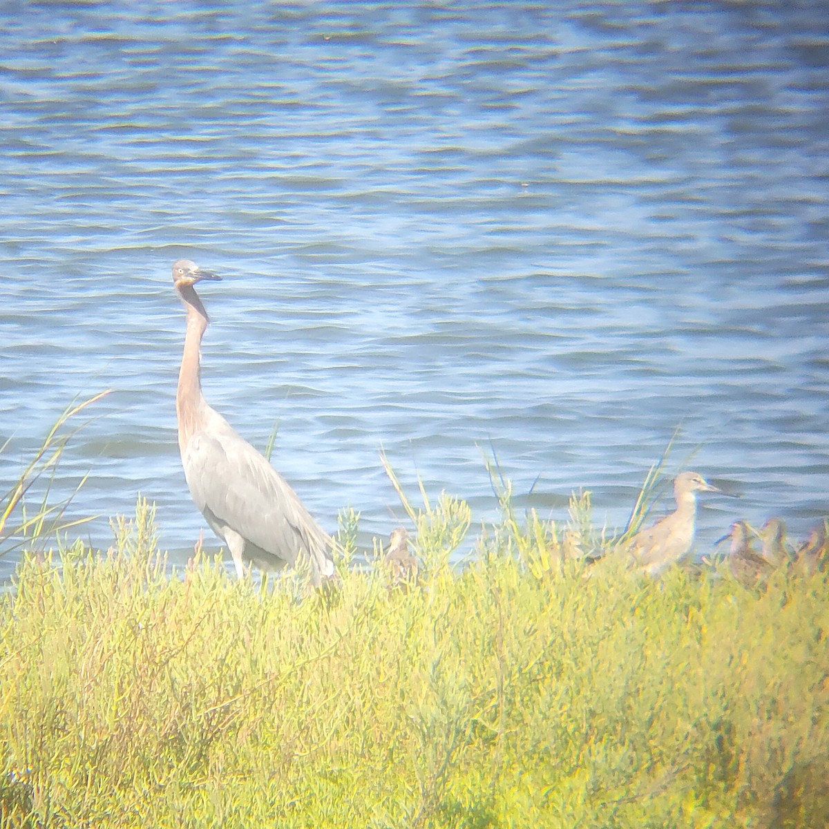 dansehegre - ML652607061