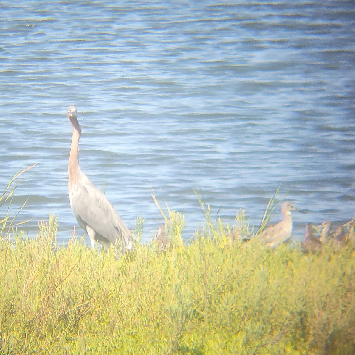 dansehegre - ML652607072