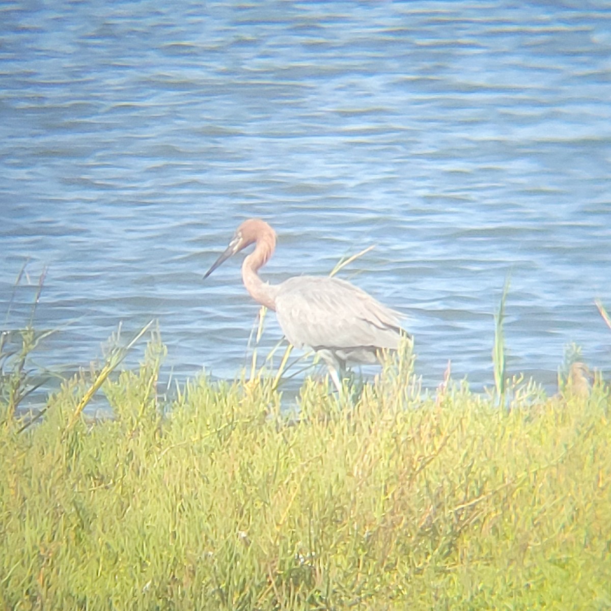 dansehegre - ML652607074