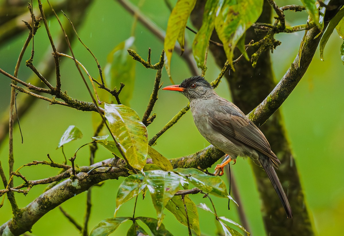 Чёрный бюльбюль (humii) - ML652607093