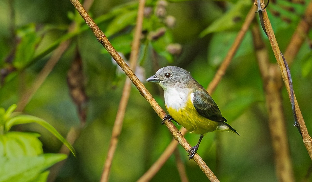 Белогорлый цветоед - ML652607153