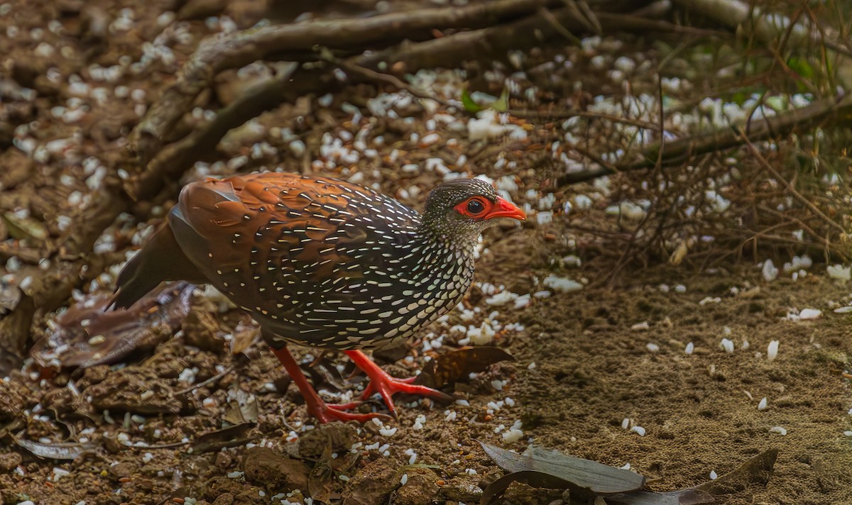Цейлонская шпорцевая курица - ML652607228