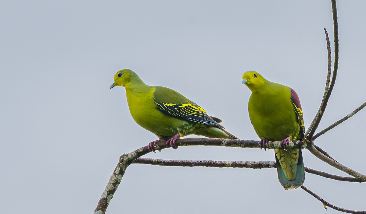 Цейлонский зелёный голубь - ML652607337