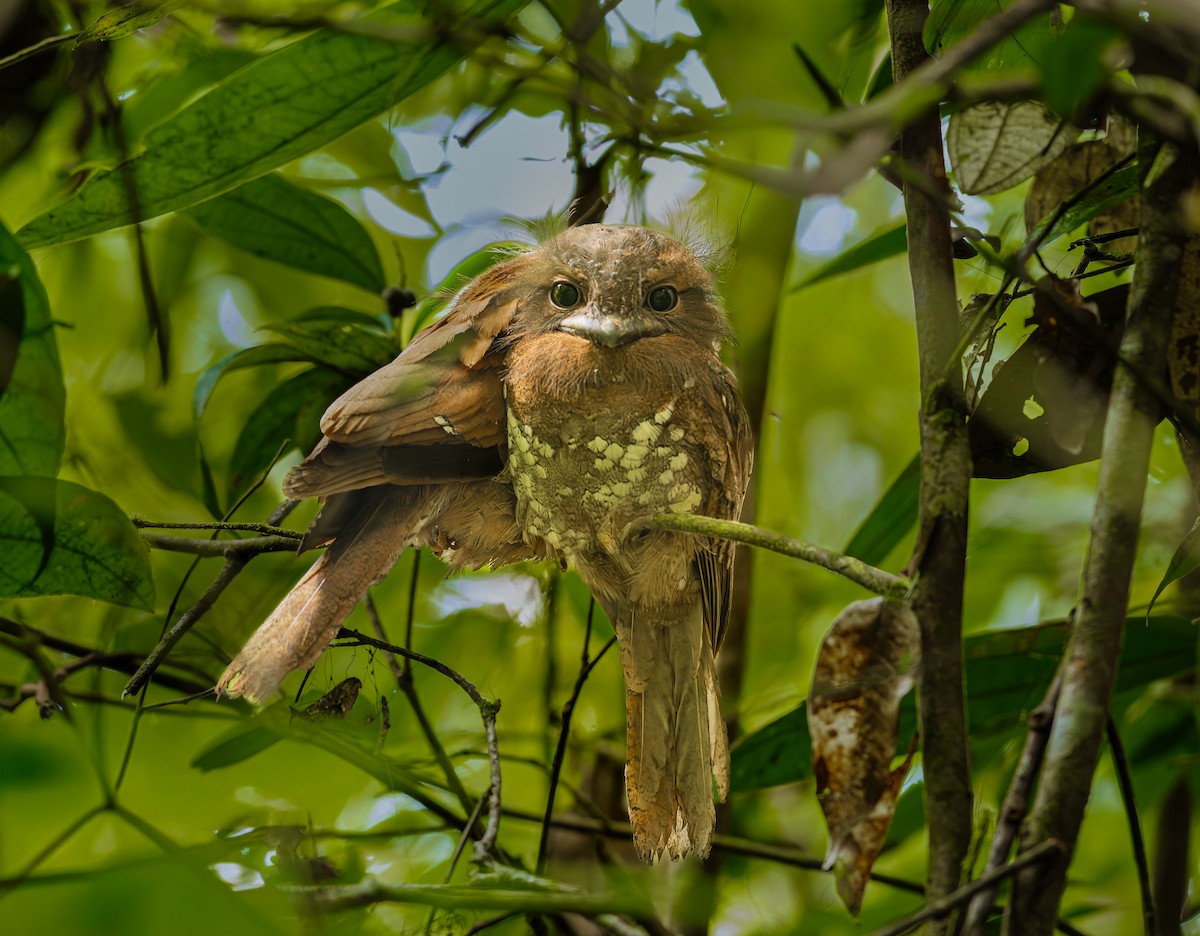 Цейлонский лягушкорот - ML652607391