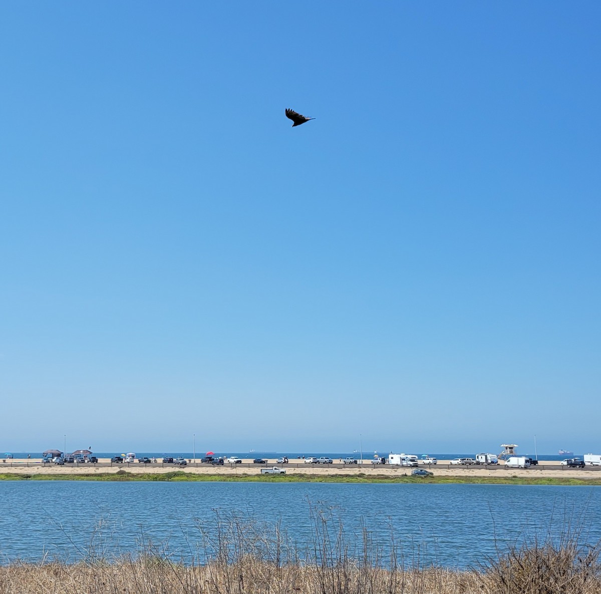 kalkunkondor - ML652607416