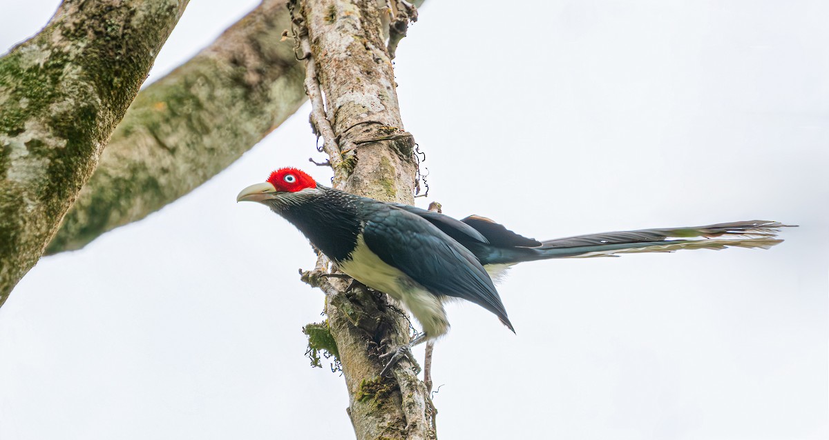 Краснолицая малкоа - ML652607427