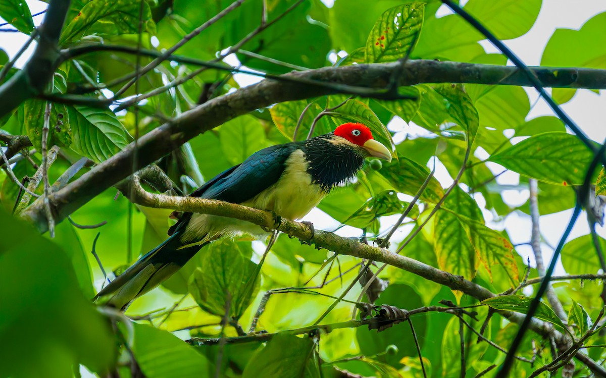 Краснолицая малкоа - ML652607428