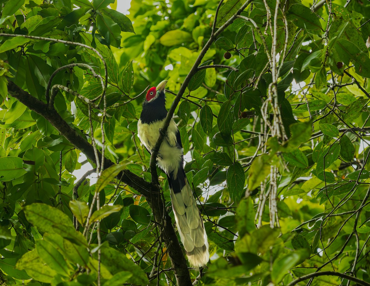 Краснолицая малкоа - ML652607429