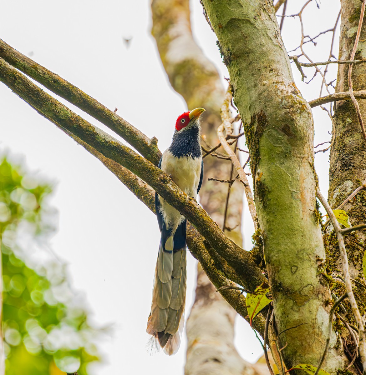 Краснолицая малкоа - ML652607430