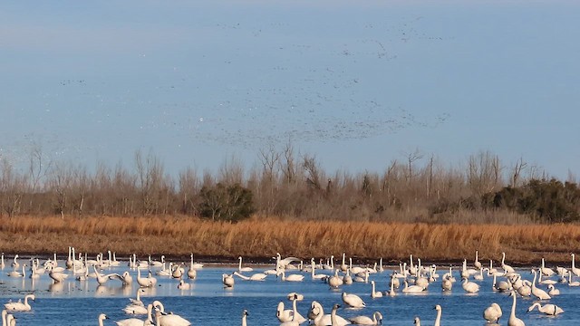 Цасны галуу - ML652607452