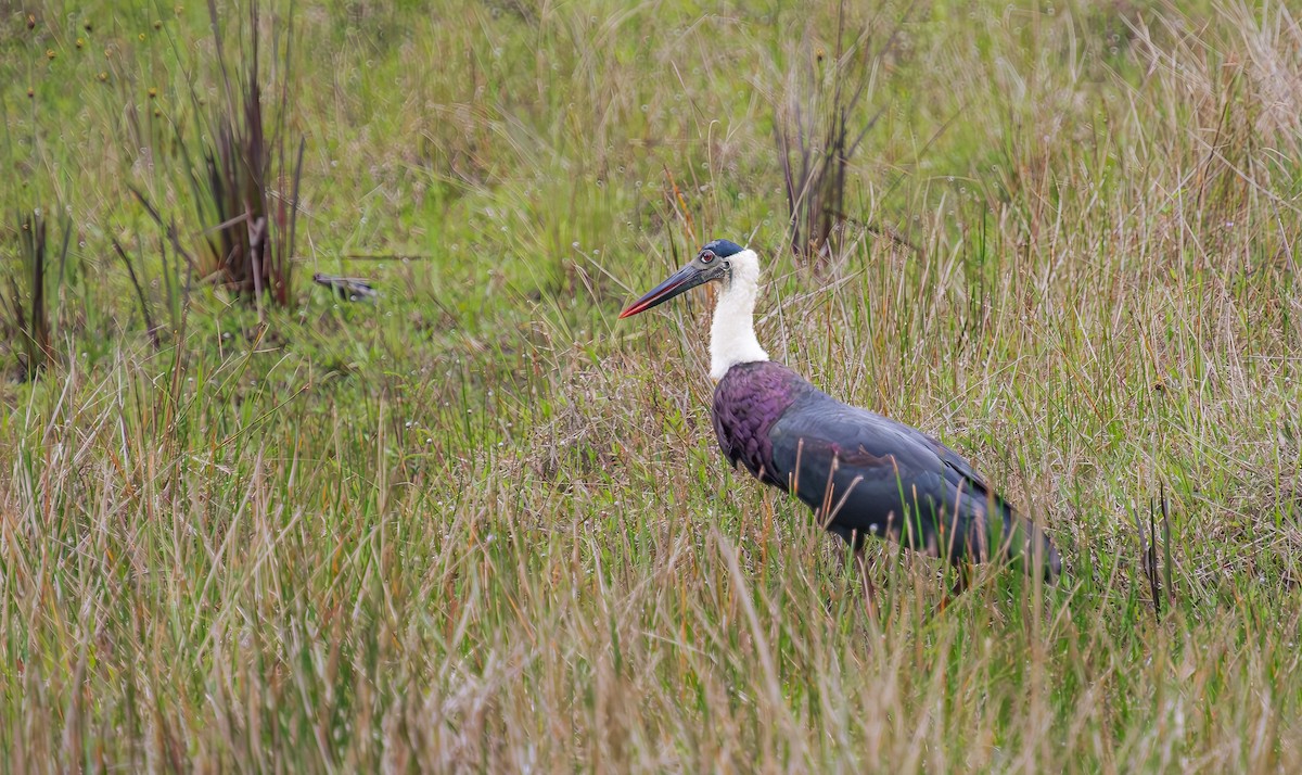 Asian Woolly-necked Stork - ML652607461