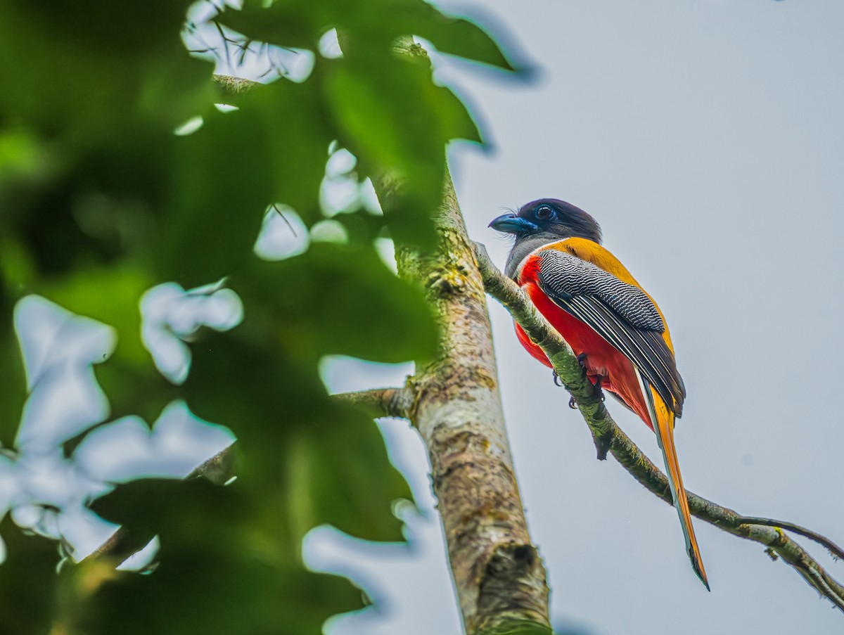 Малабарский трогон - ML652607476