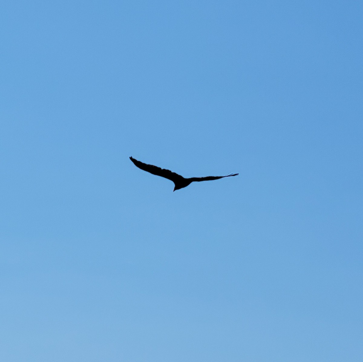 kalkunkondor - ML652607509