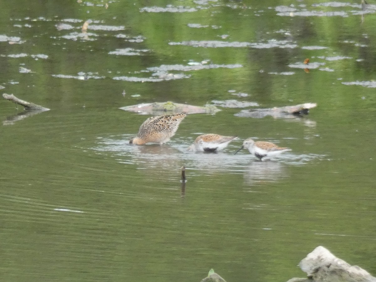 Kara Karınlı Kumkuşu - ML652607511