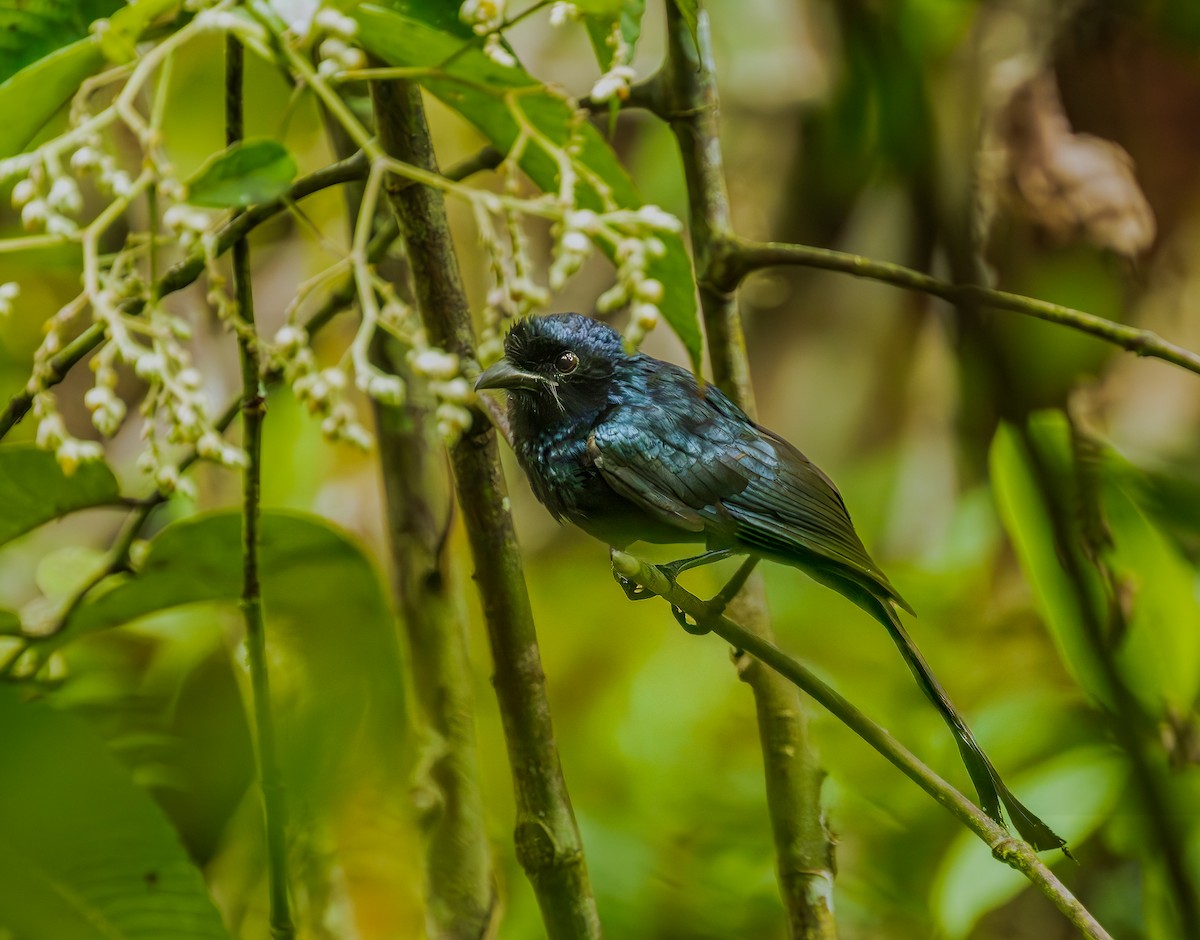 Ланкийский дронго - ML652607515