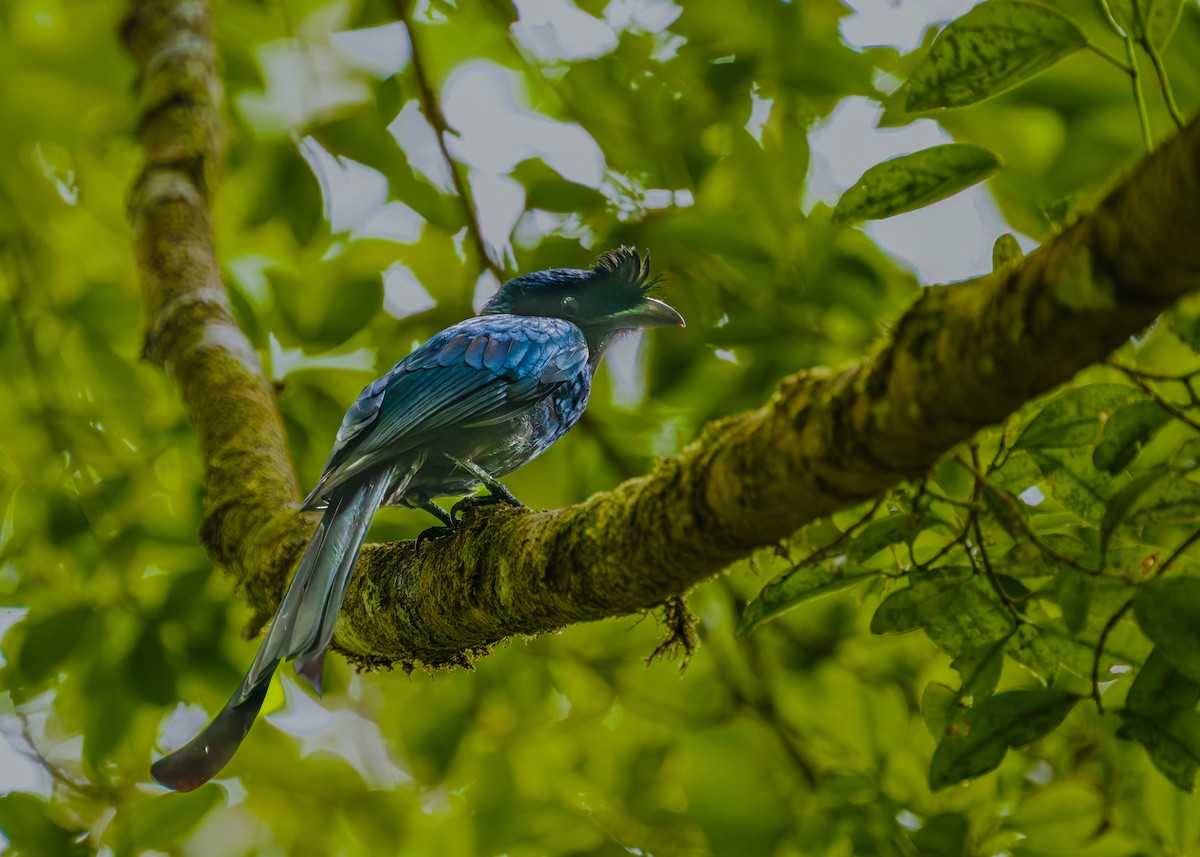 Ланкийский дронго - ML652607516