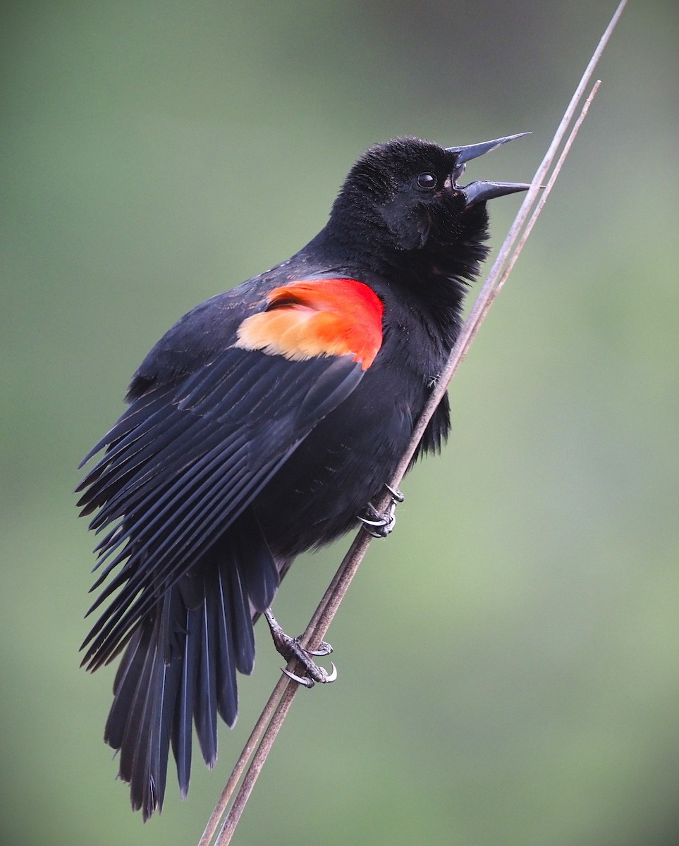 Red-winged Blackbird - ML652607530