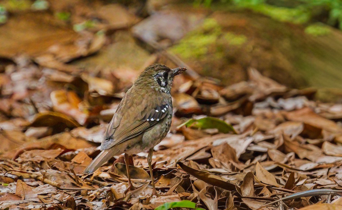 Ланкийский дрозд - ML652607541