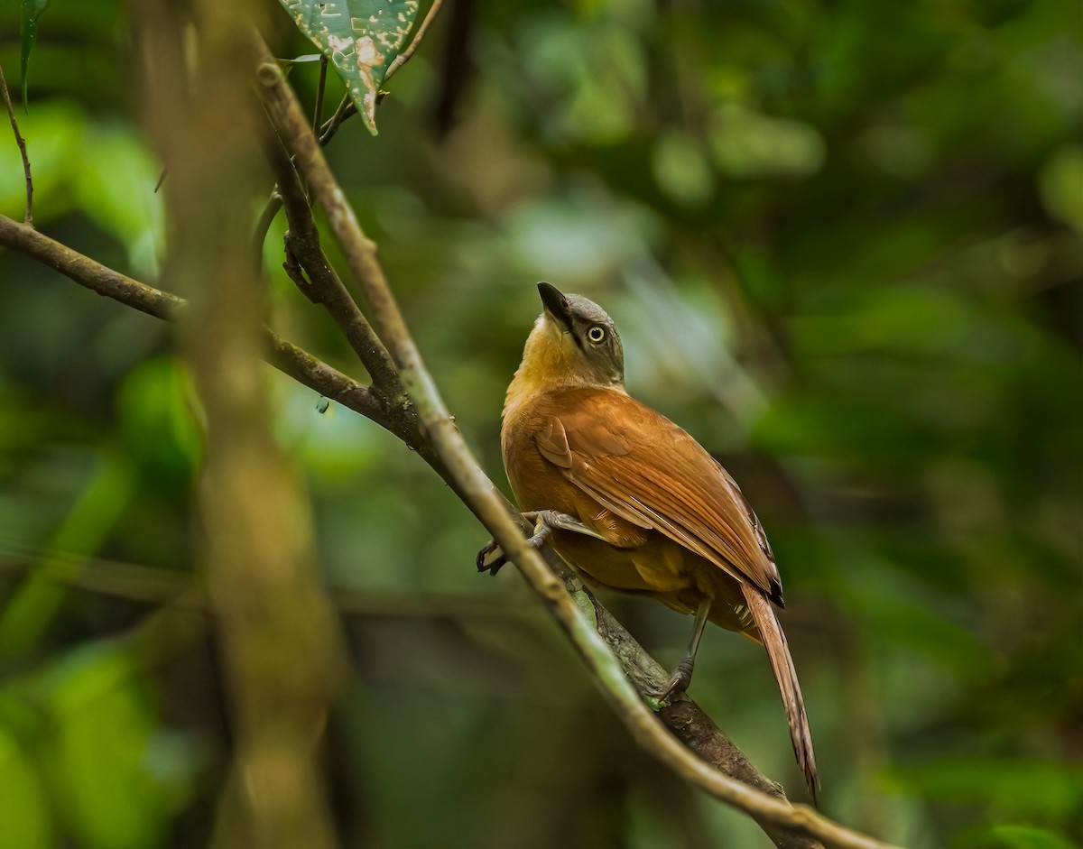 Сероголовая дроздовка - ML652607559