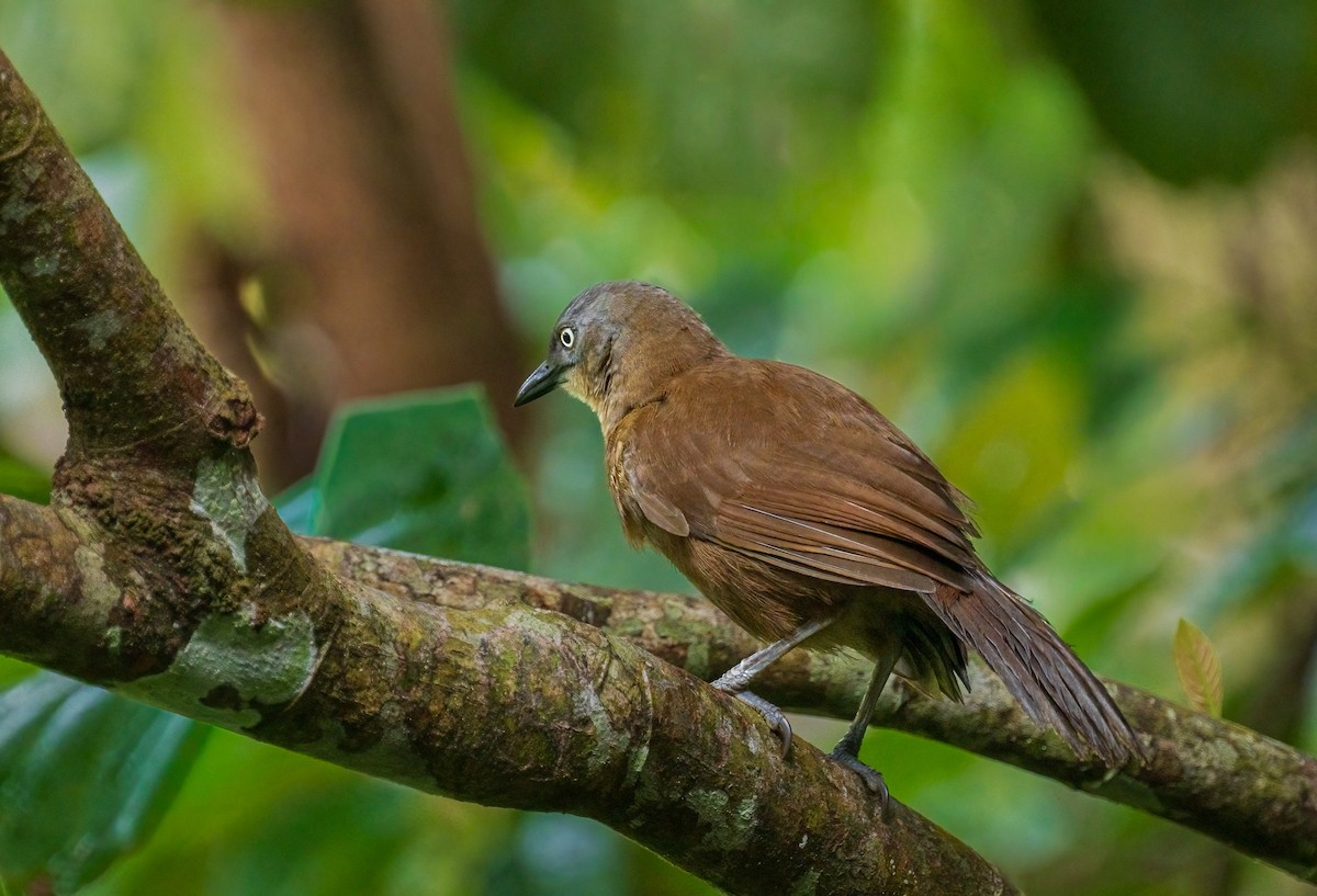 Сероголовая дроздовка - ML652607560