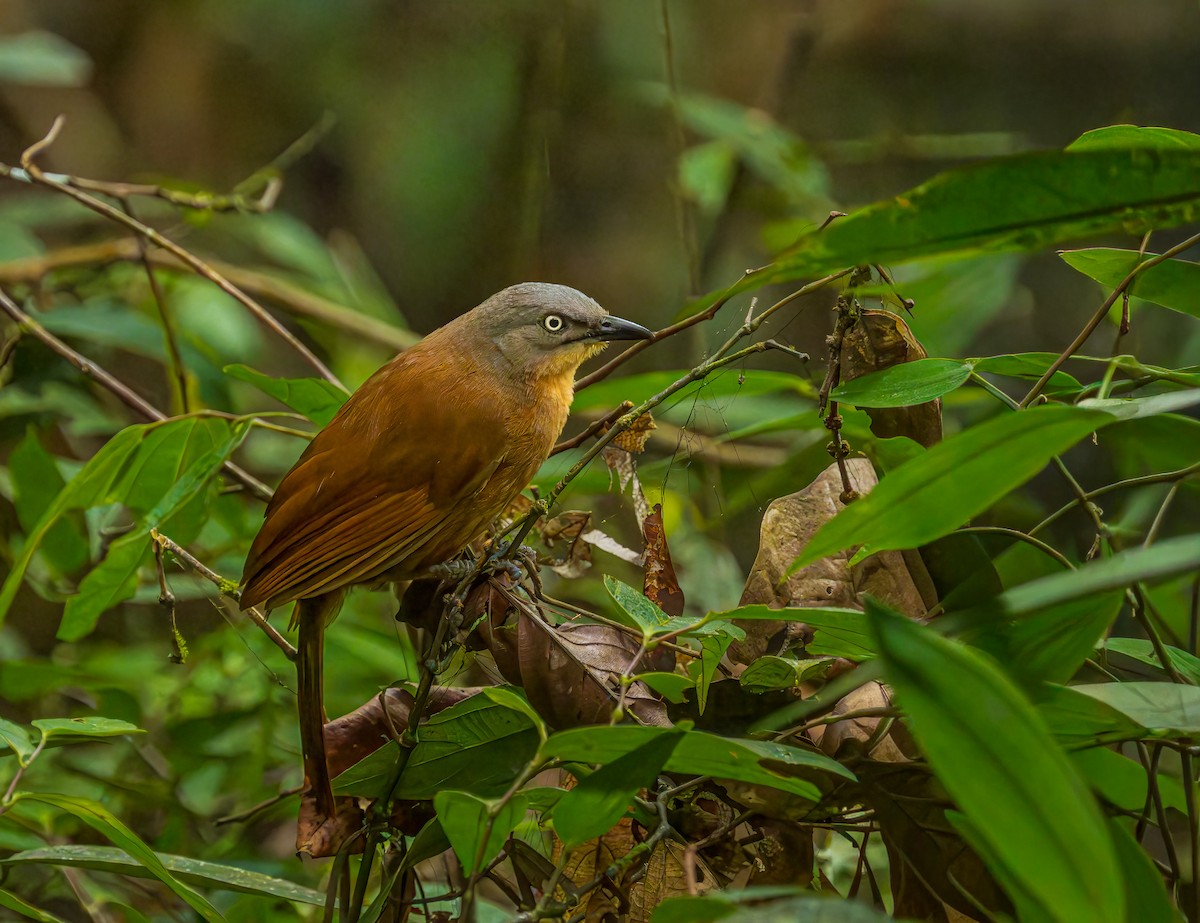 Сероголовая дроздовка - ML652607561