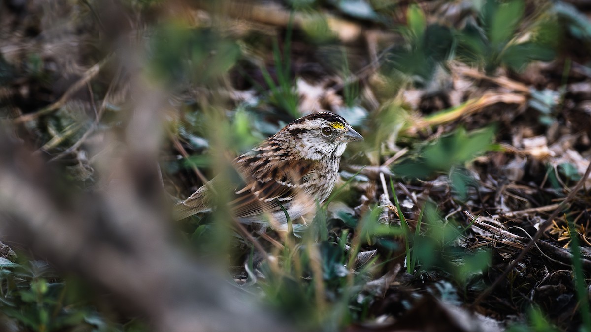 White-throated Sparrow - ML652607617