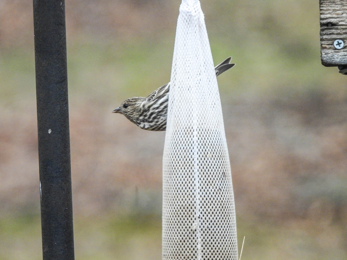 マツノキヒワ - ML652607679