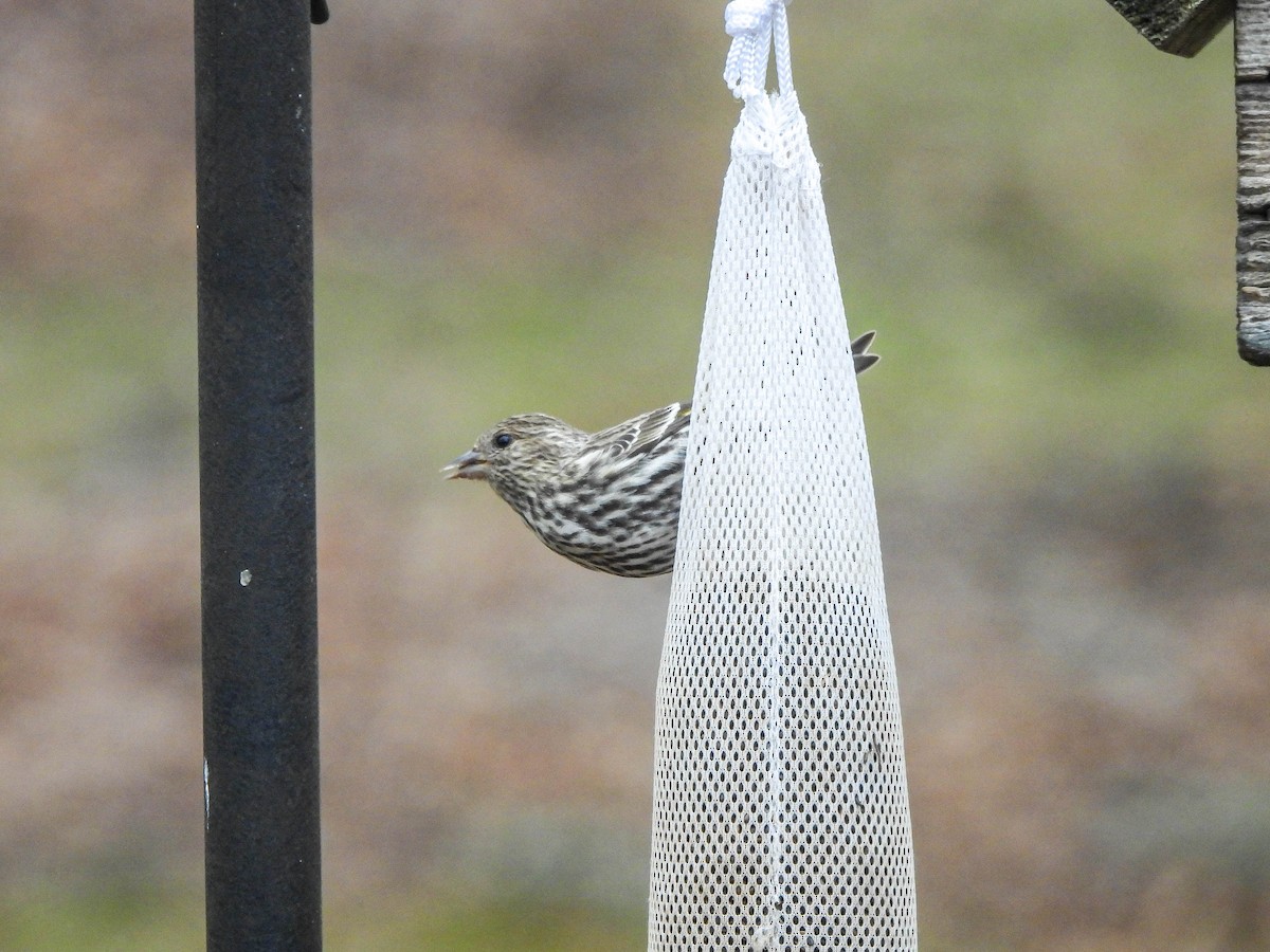 マツノキヒワ - ML652607680