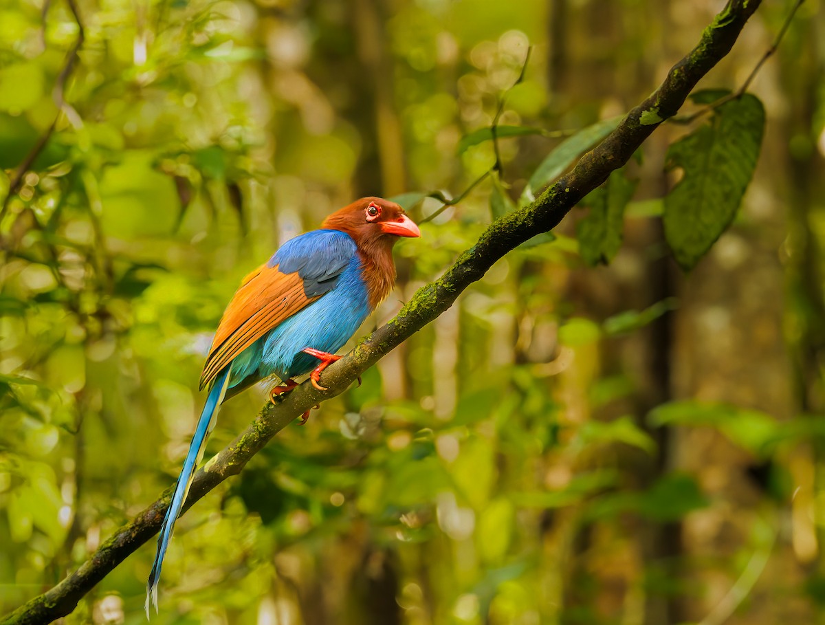 Ланкийская лазоревая сорока - ML652607691