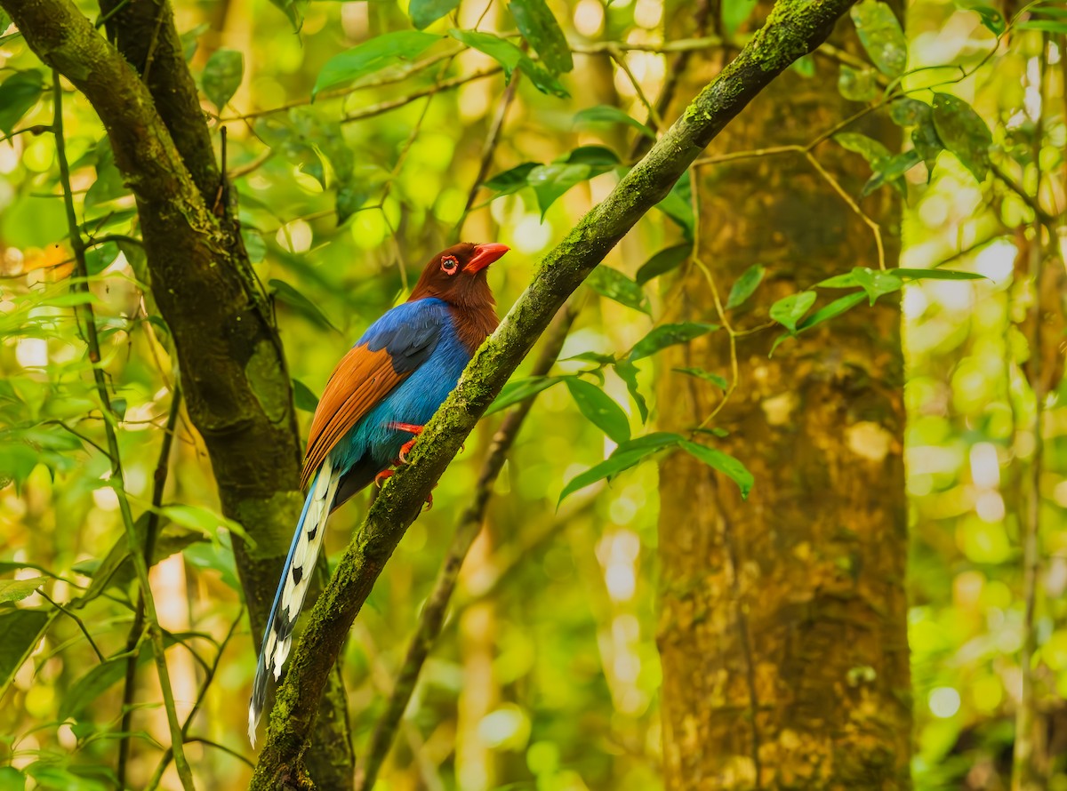 Ланкийская лазоревая сорока - ML652607692