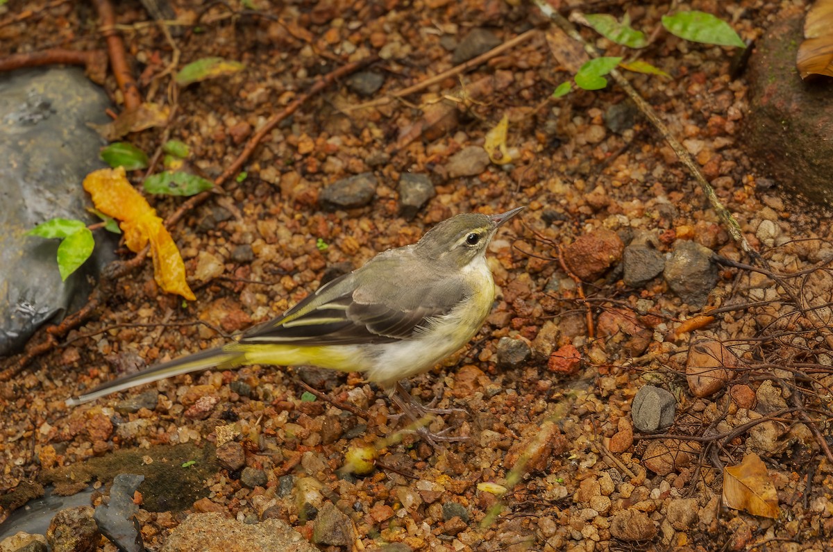 Горная трясогузка - ML652607762