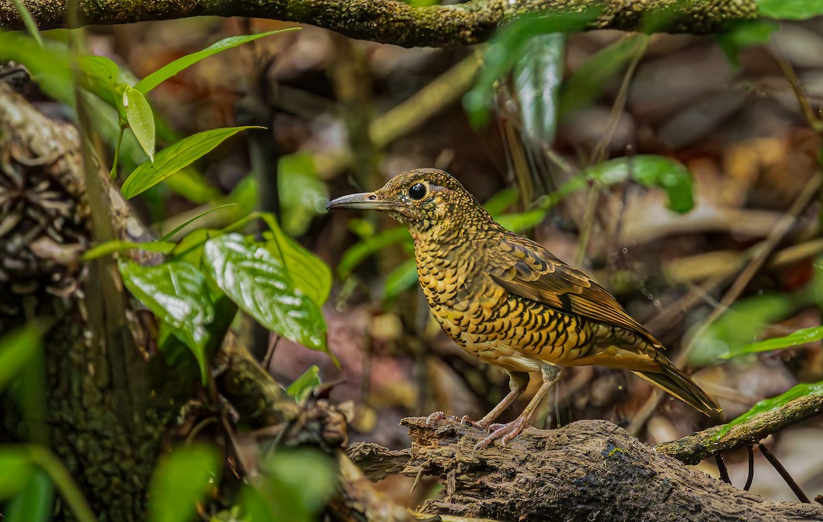Саманалайский дрозд - ML652607889
