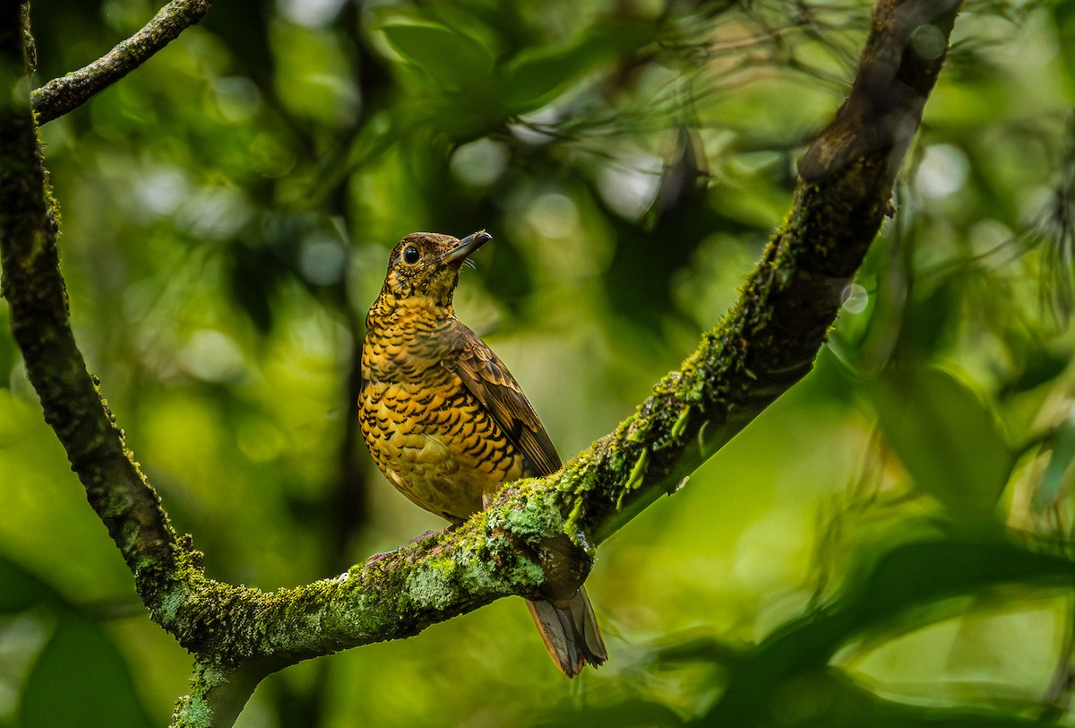 Саманалайский дрозд - ML652607890