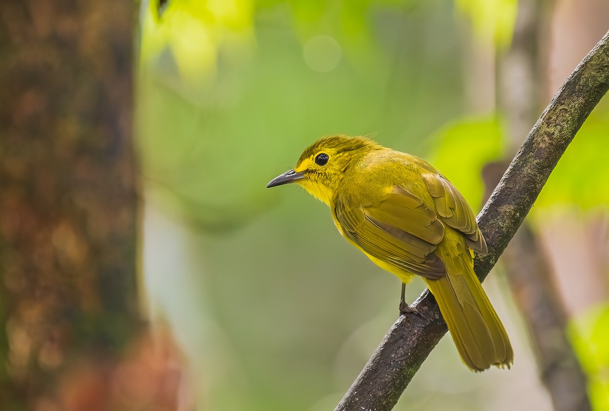 Оливково-жёлтый бюльбюль - ML652607927