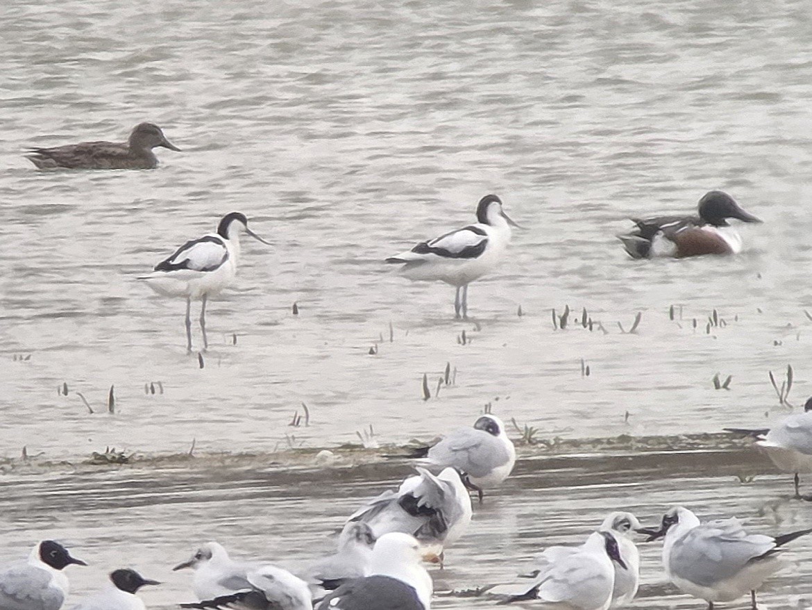 Шилоклювка - ML652608130