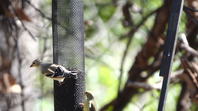 čížek žlutý - ML652608241