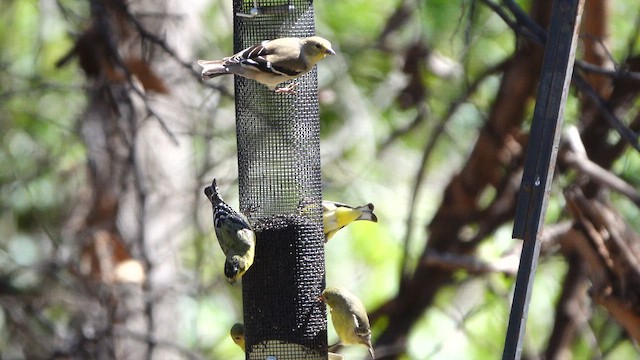 čížek žlutý - ML652608245