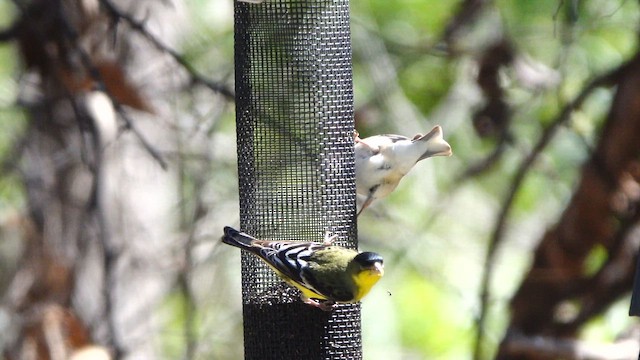 čížek žlutý - ML652608247