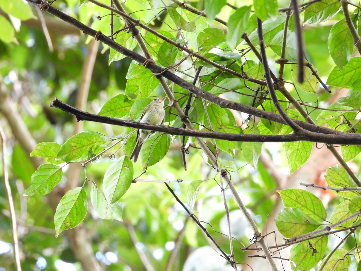 Піві-малюк жовточеревий - ML652608297