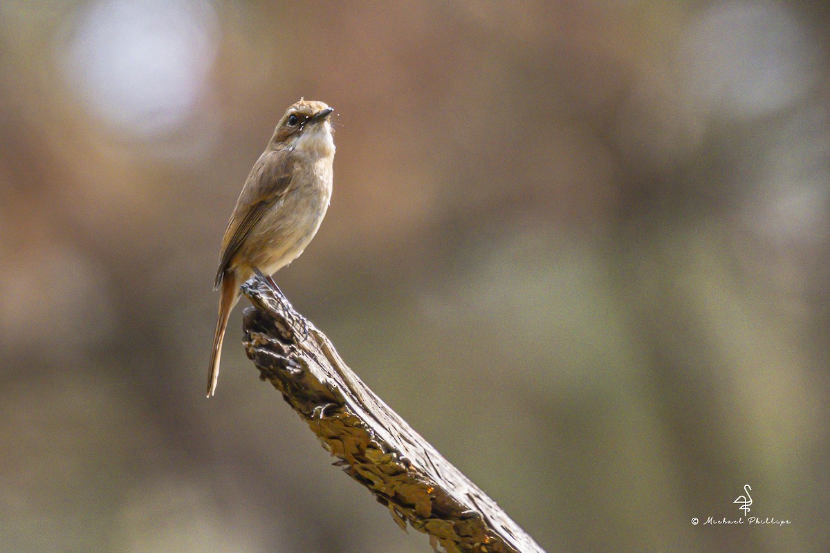 灰叢鴝 - ML652608408