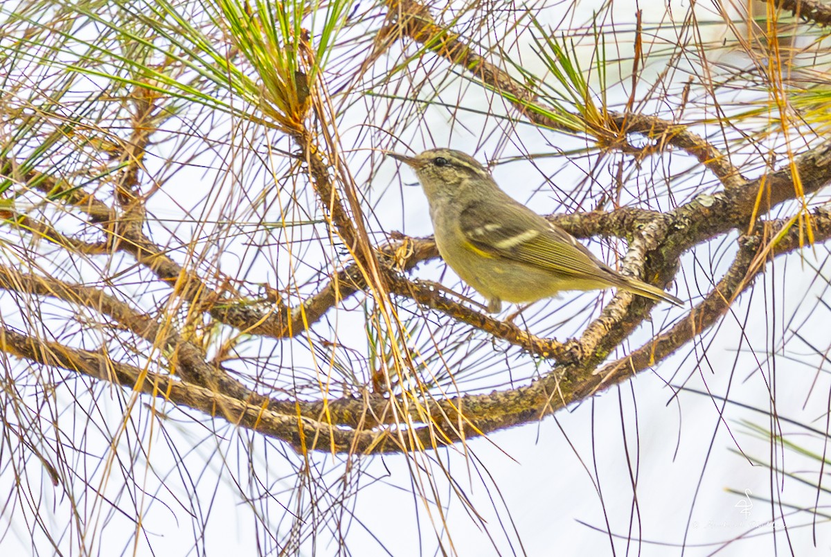 黃眉柳鶯 - ML652608418