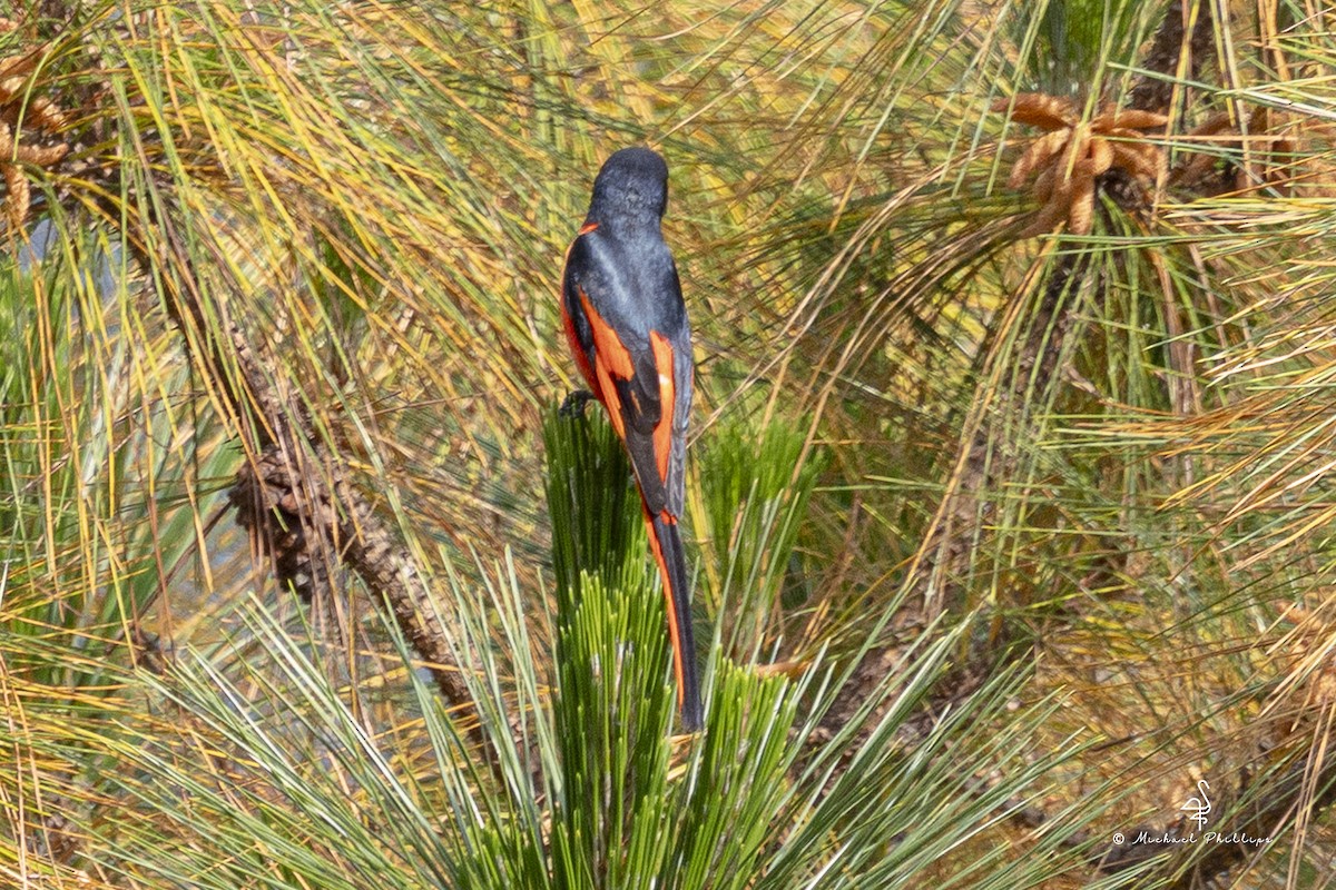 長尾山椒鳥 - ML652608437