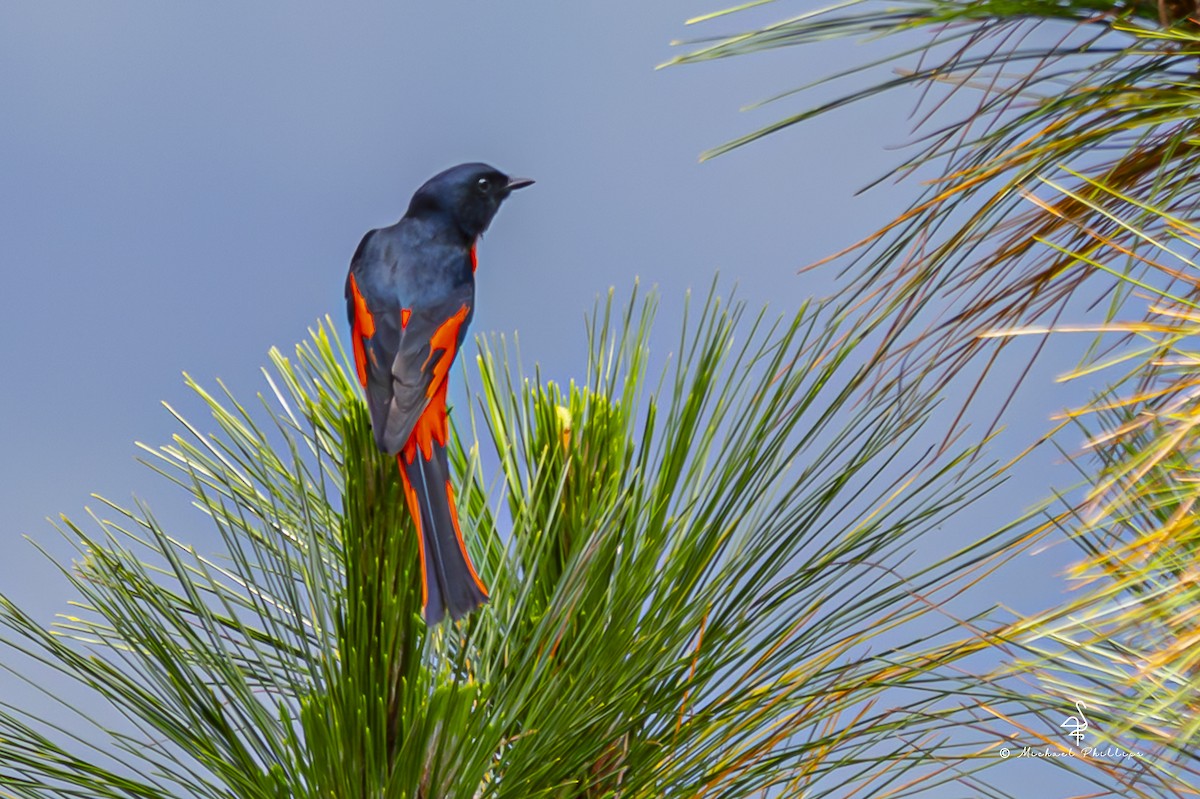 長尾山椒鳥 - ML652608438