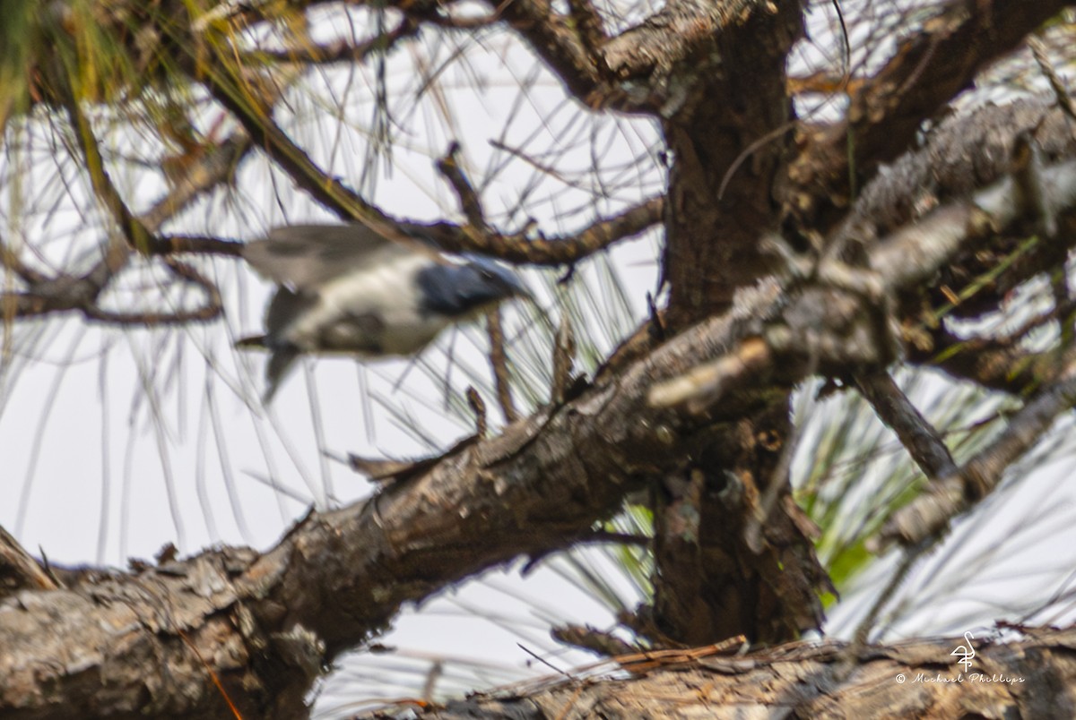 Ultramarine Flycatcher (Eastern) - ML652608447