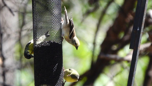 čížek žlutý - ML652608453