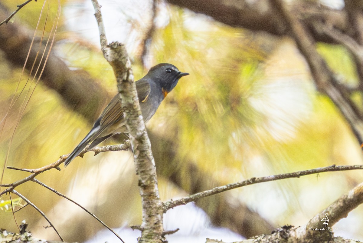 橙胸姬鶲 - ML652608472
